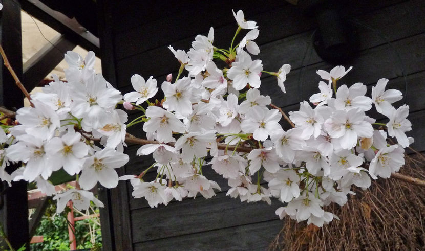  - 2023 - 01 - Primavara