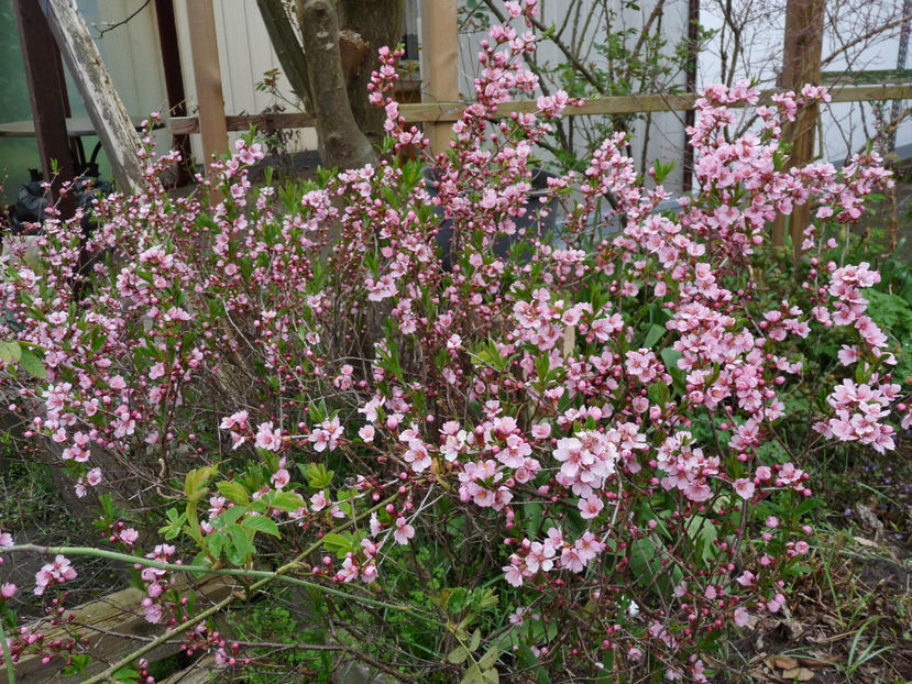  - 2023 - 01 - Primavara