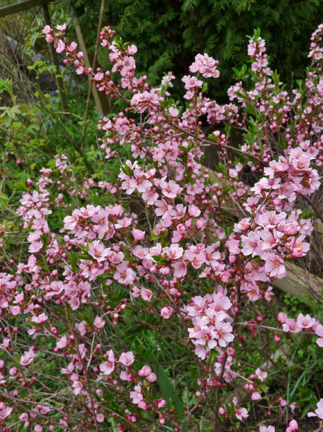  - 2023 - 01 - Primavara