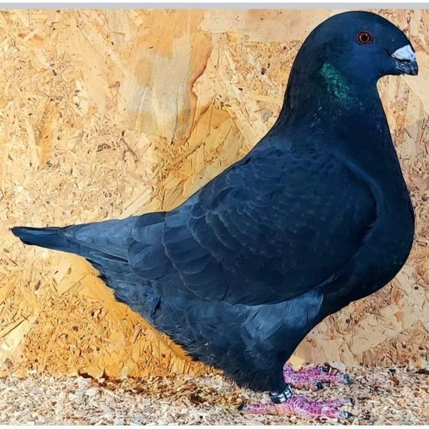  - 3---AGH DAȚI 2019 - 2025