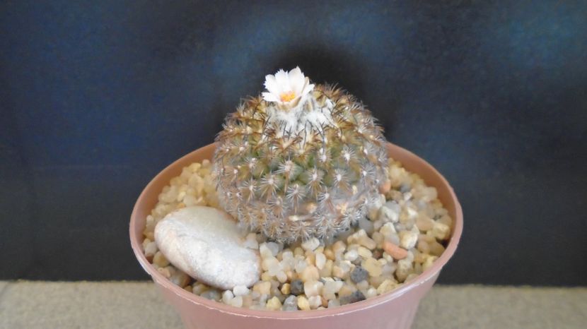  - Cactusi 2023