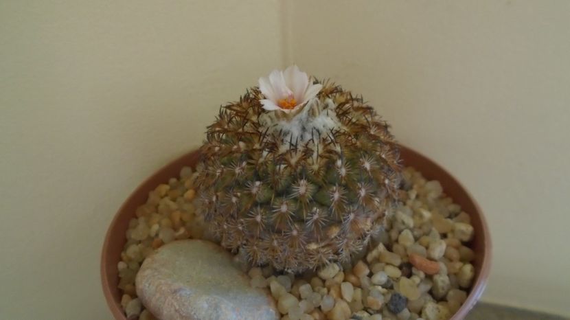  - Cactusi 2023