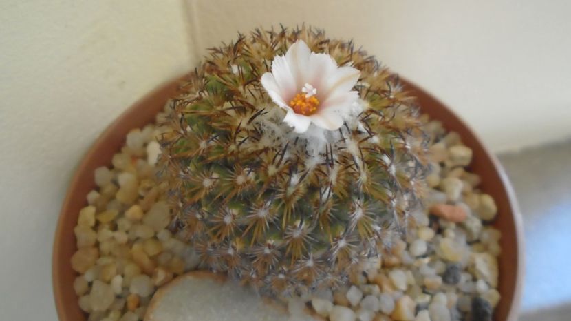  - Cactusi 2023