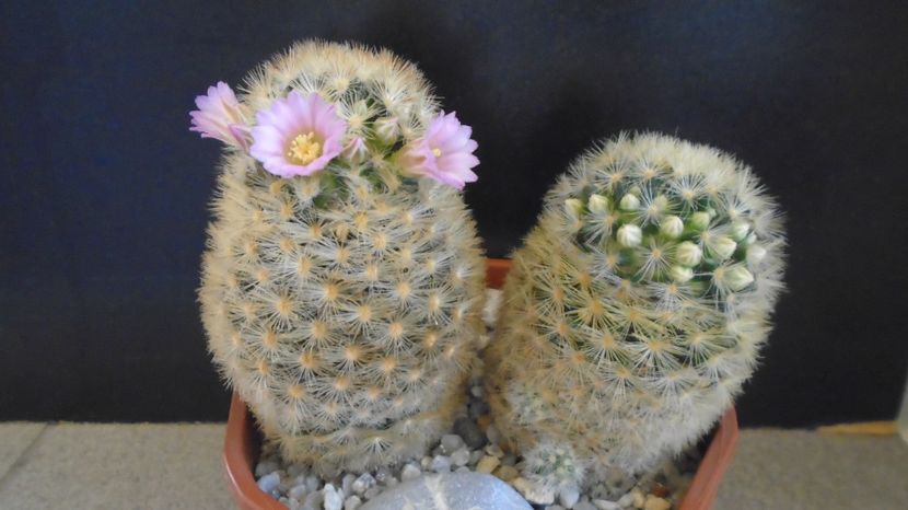  - Cactusi 2023