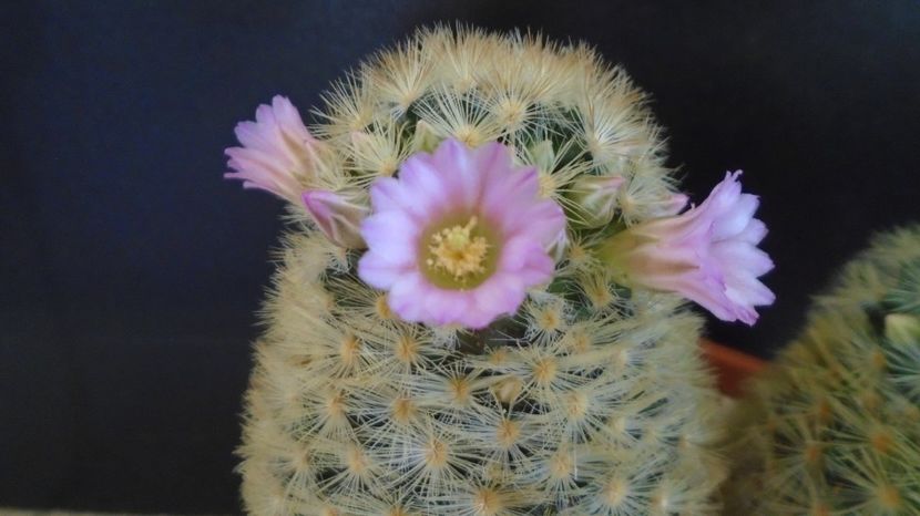  - Cactusi 2023