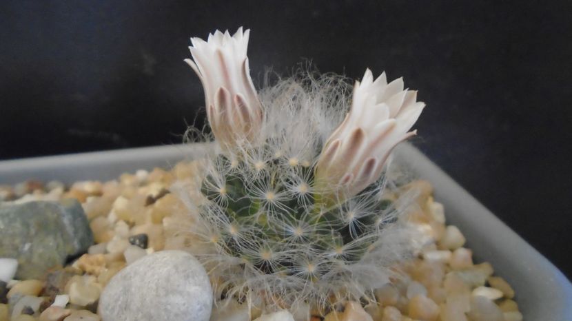  - Cactusi 2023