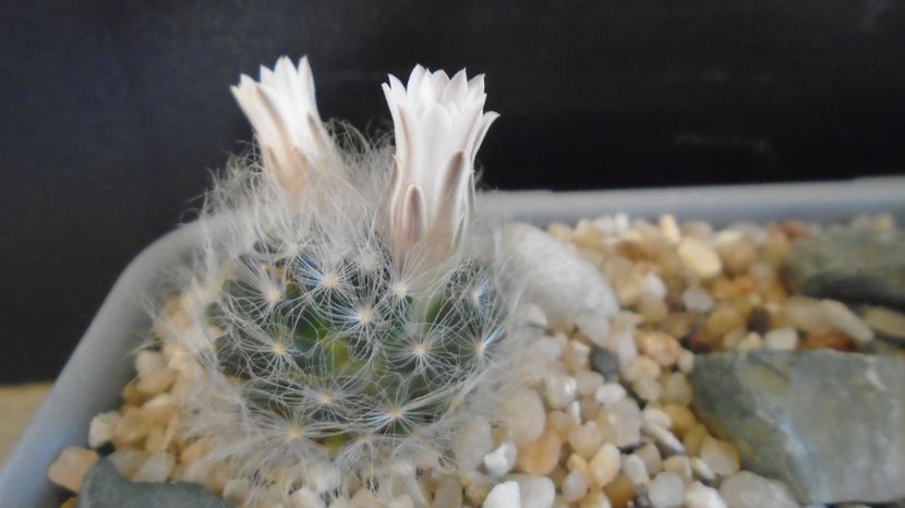  - Cactusi 2023