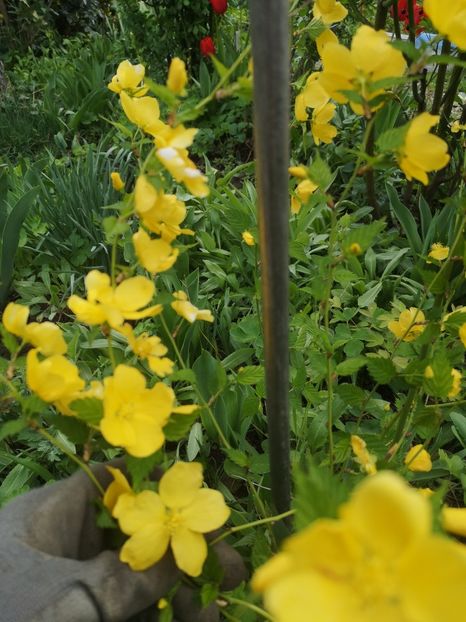  - Gradina flori