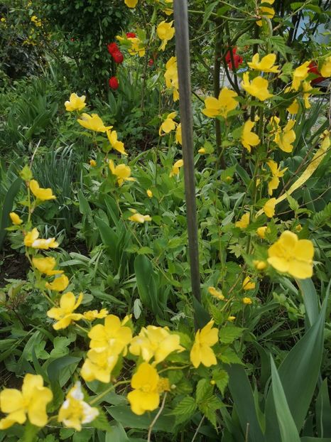  - Gradina flori
