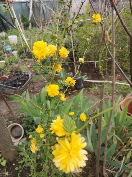  - Gradina flori
