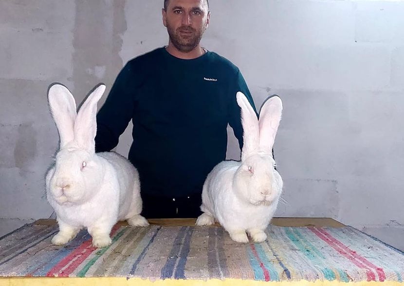  - vizita crescatoriilor de iepuri oi si gaini din zona -sucevei-vaslui