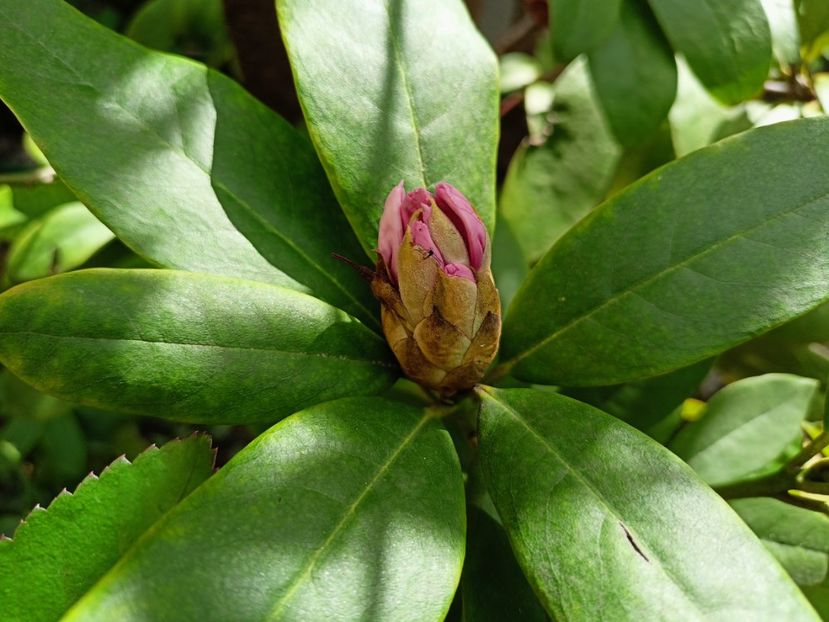 Rhododendron - Grădina 2023 continuare 1