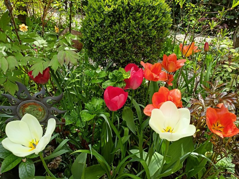  - Grădina 2023 continuare 1