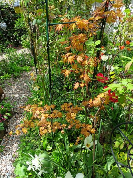 Acer Orange Dream - Arțari