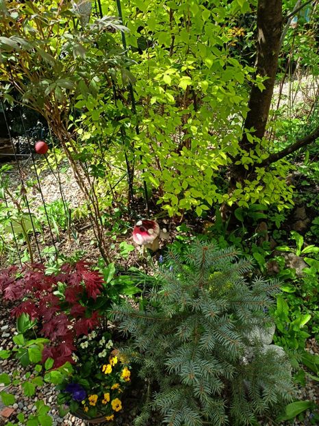 Acer Atropurpureum - Arțari