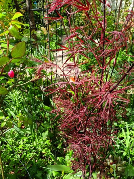 Acer Hubbs Red Willow - Arțari