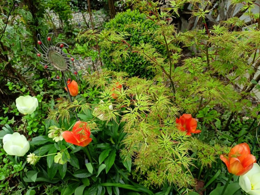 Acer Seiryu - Arțari