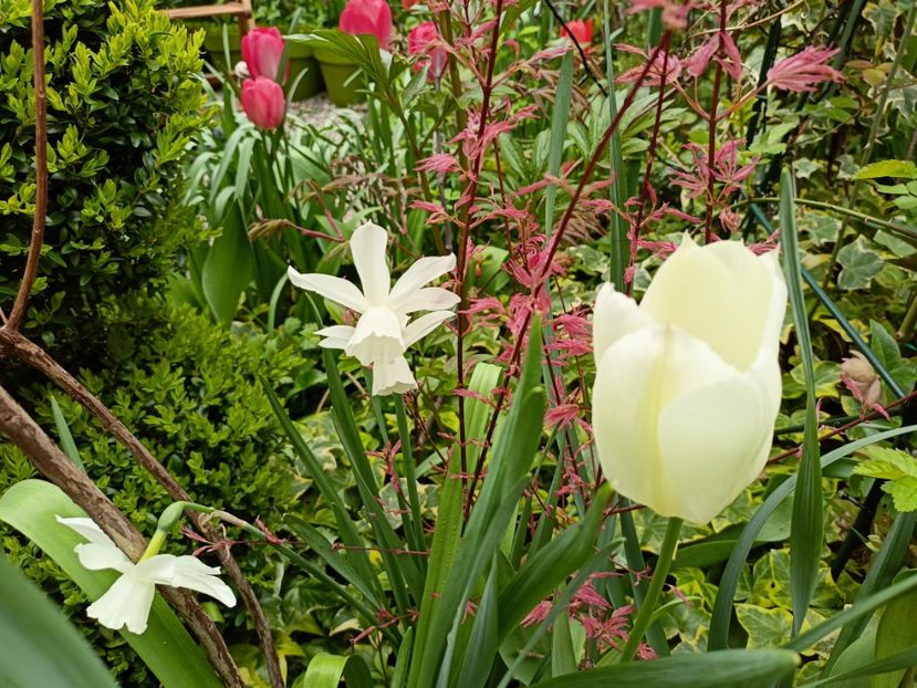 Acer Taylor - Arțari