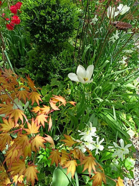 Orange Dream - Arțari