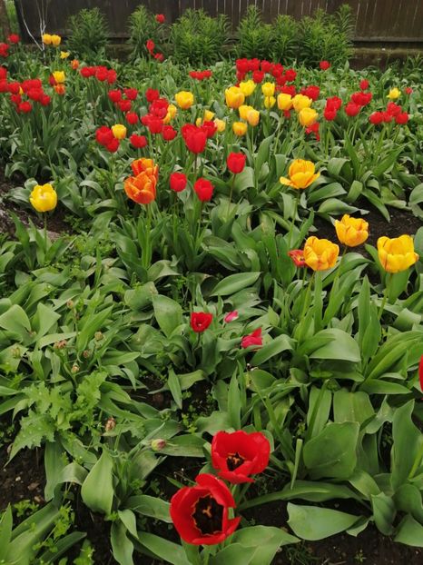  - Primavara 2021_2022_2023