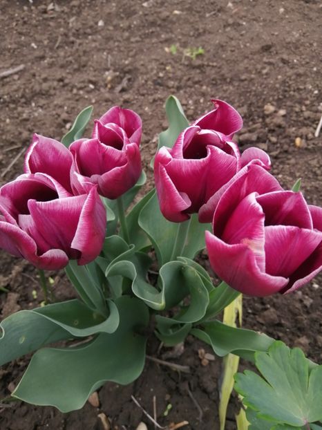  - Primavara 2021_2022_2023