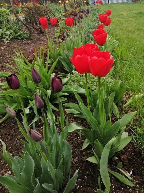  - Primavara 2021_2022_2023