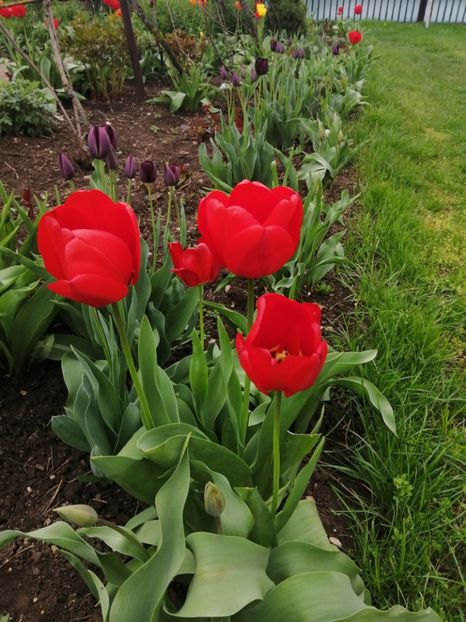  - Primavara 2021_2022_2023