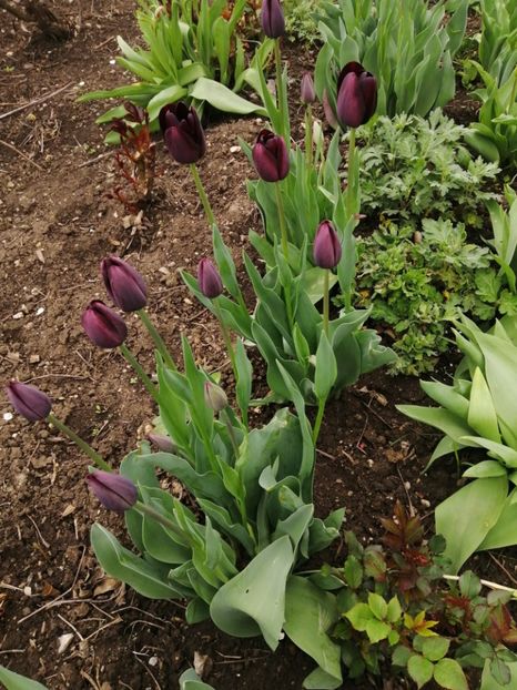  - Primavara 2021_2022_2023