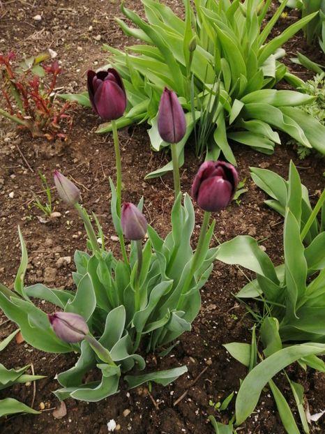  - Primavara 2021_2022_2023