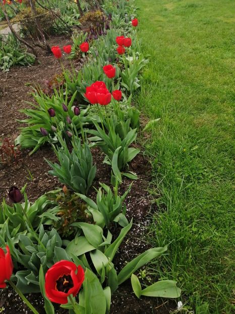  - Primavara 2021_2022_2023