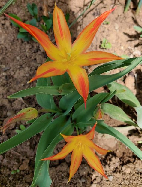  - 2023 - Grădinița de la bloc