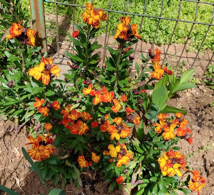  - 2023 - Grădinița de la bloc