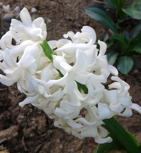 Carnegie - 2023 - Grădinița de la bloc