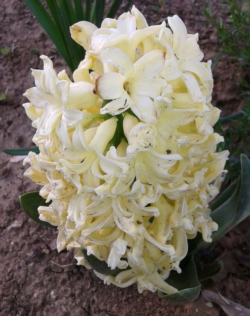 Citye of Haarlem: galben - 2023 - Grădinița de la bloc