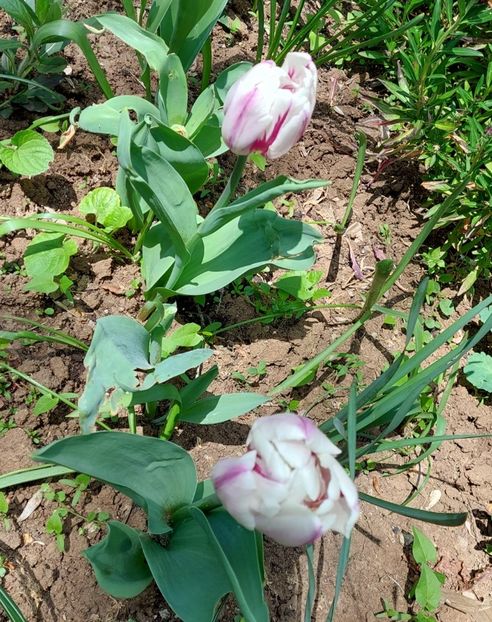 copie 20230412_133939 - 2023 - Grădinița de la bloc