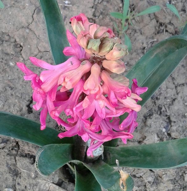 Jan Bos-roșu - 2023 - Grădinița de la bloc