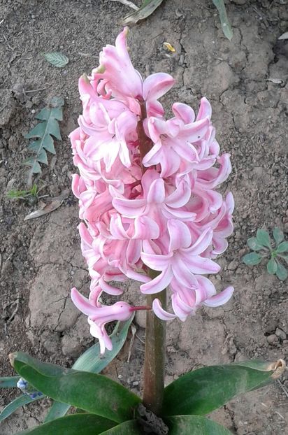 Pink Pearl - 2023 - Grădinița de la bloc