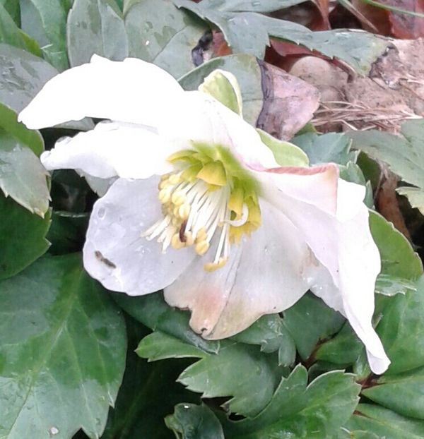 Spânz - 2023 - Grădinița de la bloc