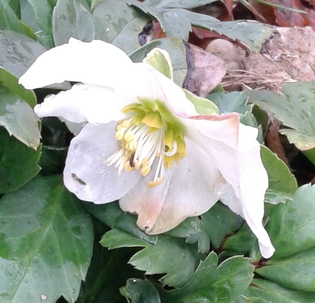 Trandafirul iernii - 2023 - Grădinița de la bloc