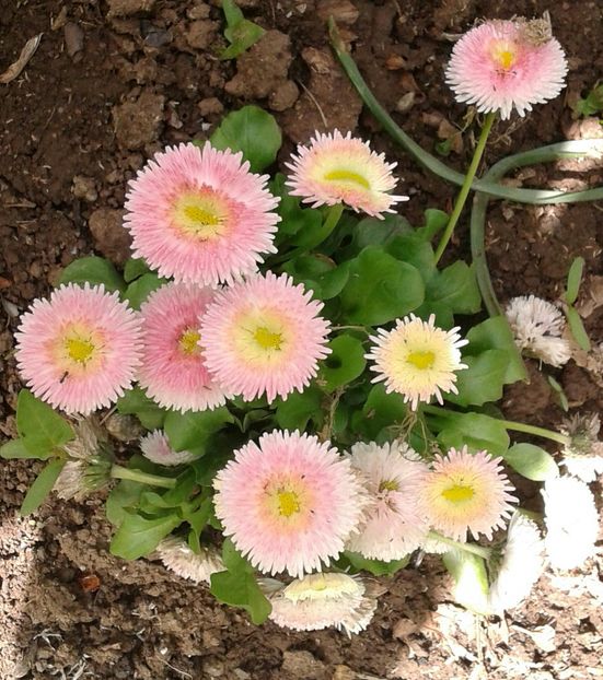 20220424_123145-1-1 - 2023 - Grădinița de la bloc