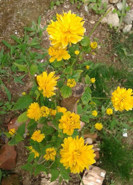 20220424_123127-1 - 2023 - Grădinița de la bloc