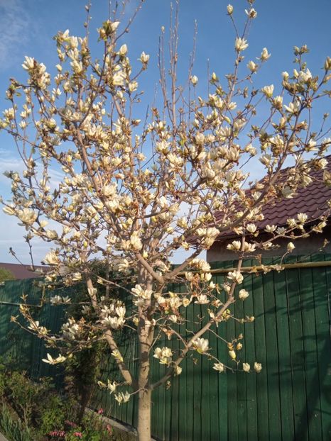  - 01 Primăvara 2023