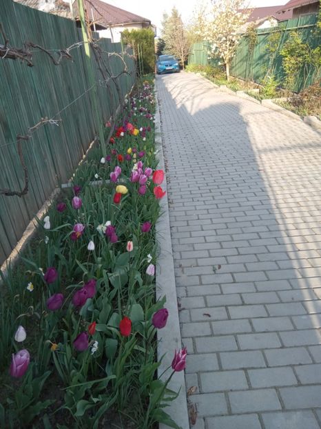  - 01 Primăvara 2023