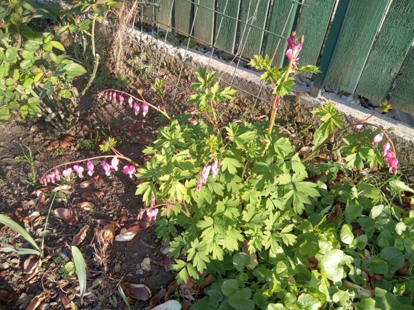  - 01 Primăvara 2023