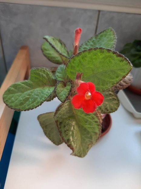 Aprilie 2023 - RED DEVIL