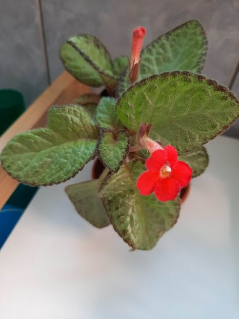 Aprilie 2023 - RED DEVIL