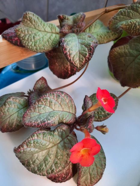 Aprilie 2023 - SEA FOAM