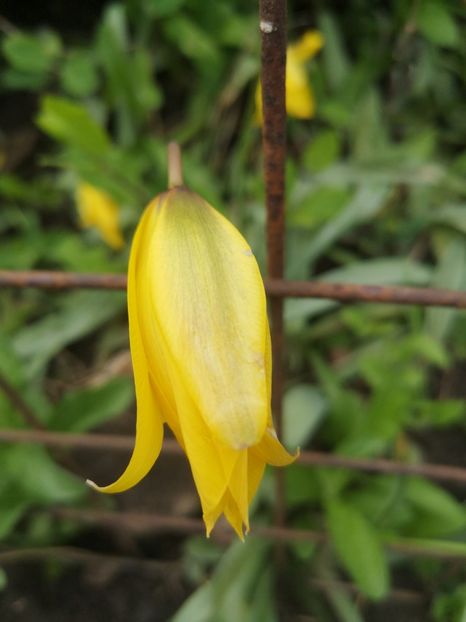  - Gradina flori