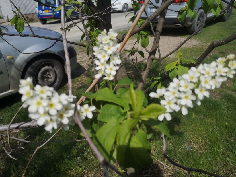  - arbori ornamentali 2023