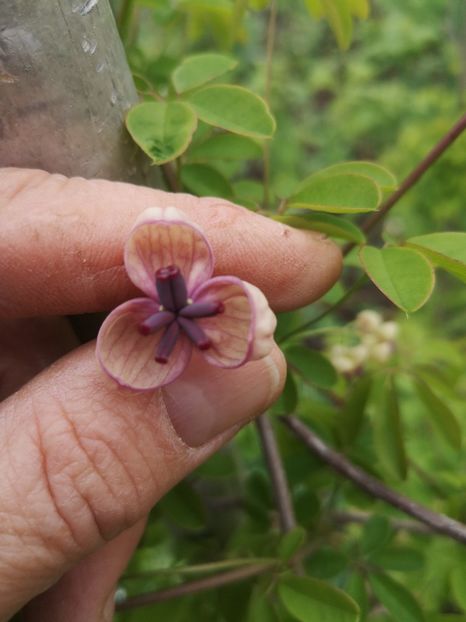  - arbori ornamentali 2023